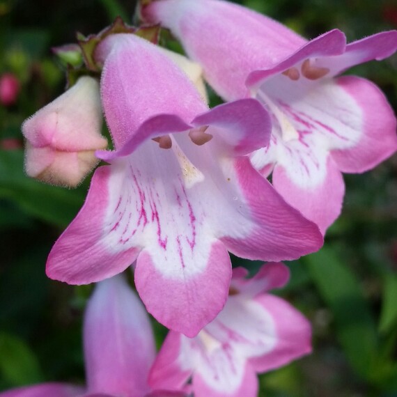 Plant image Penstemon