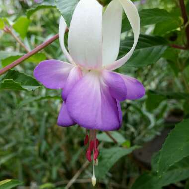 Fuchsia (Tender)