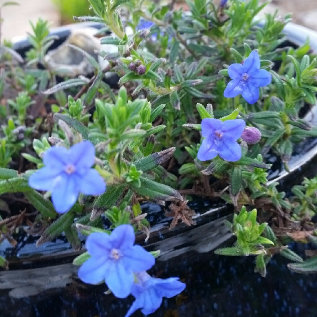 Lithodora diffusa 'Heavenly Blue' syn. Lithospermum diffusum 'Heavenly Blue' ; Lithospermum 'Heavenly Blue'