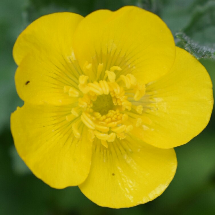 Plant image Ranunculus acris