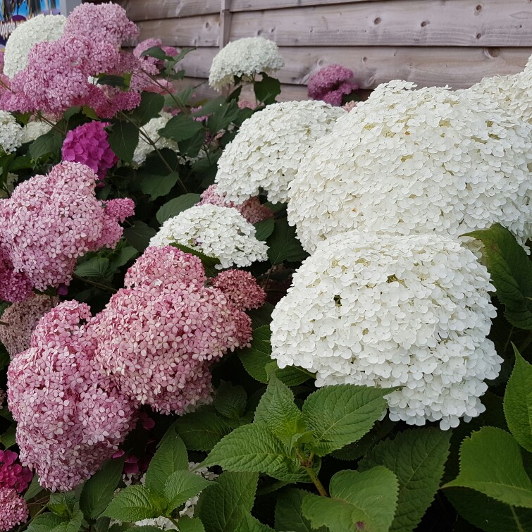 Hydrangea