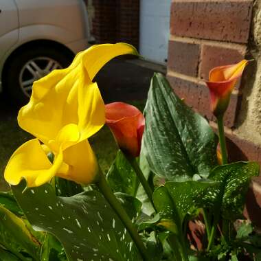 Zantedeschia rehmannii 'Sun Sprinkles'