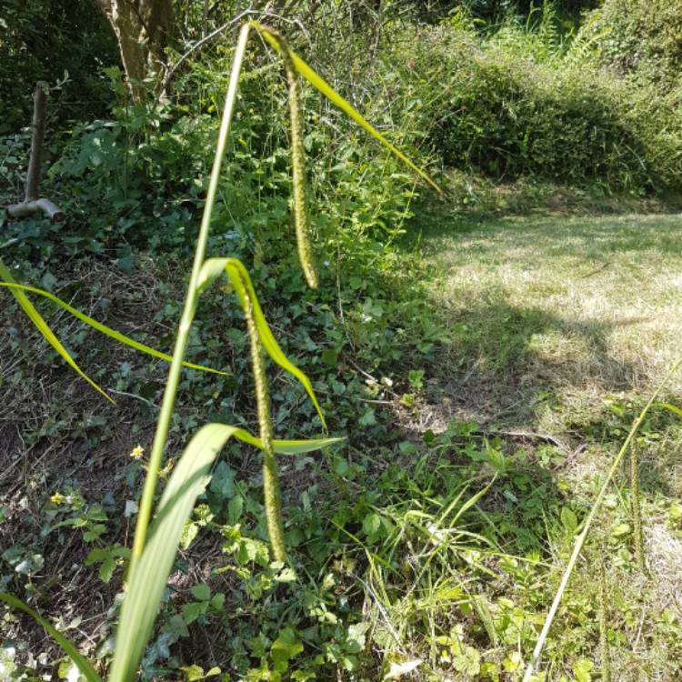 Plant image Carex Pendula