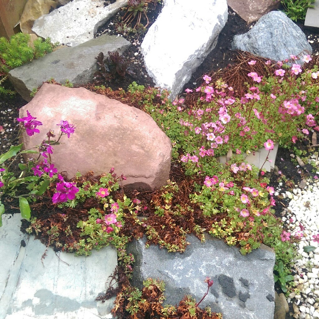 Plant image Saxifraga 'Peter Pan'