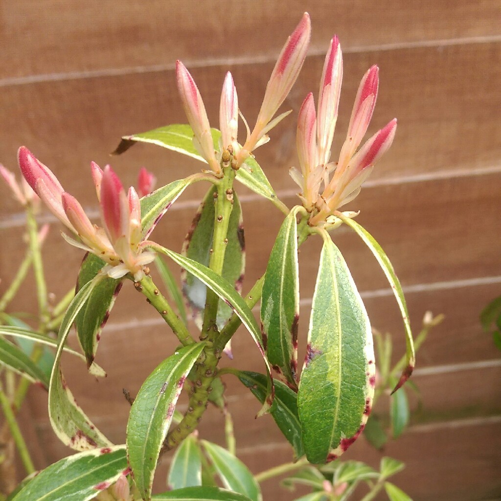 Pieris 'Forest Flame' syn. Pieris floribunda 'Forest Flame'