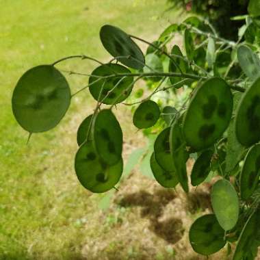 Lunaria annua