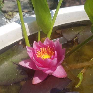 Nymphaea 'Wanvisa'