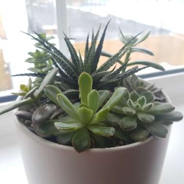 Haworthiopsis attenuata var. attenuata 'Striata' syn. Haworthia attenuata 'Striata'