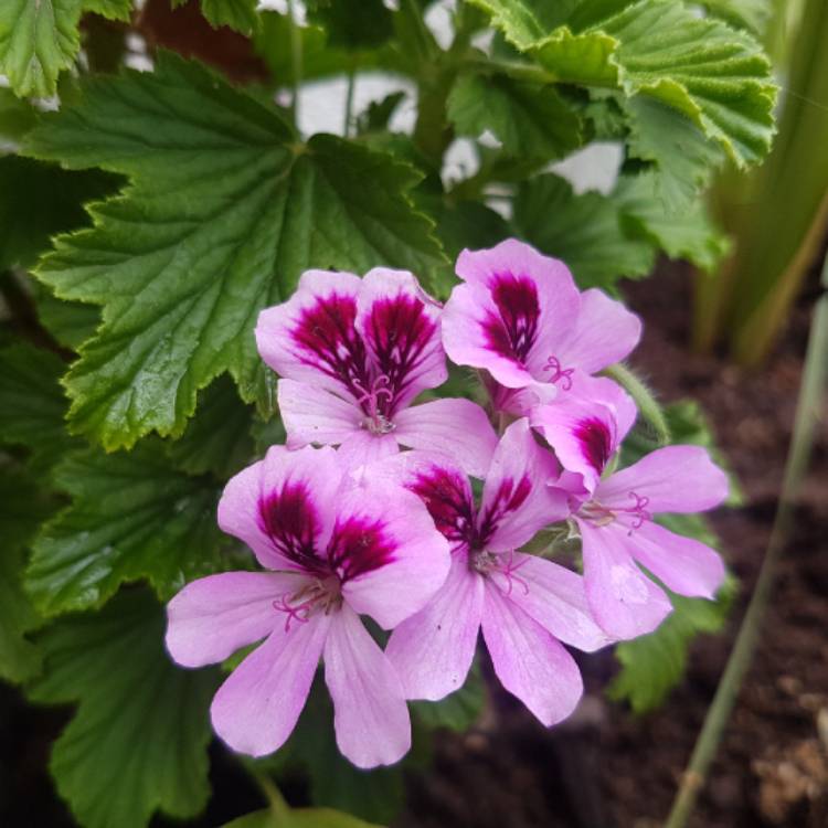 Plant image Pelargonium 'Orange Fizz'