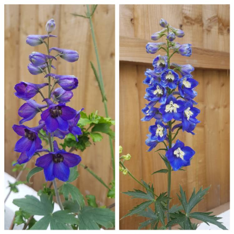 Plant image Delphinium 'Blue Bird' (Pacific Hybrid)