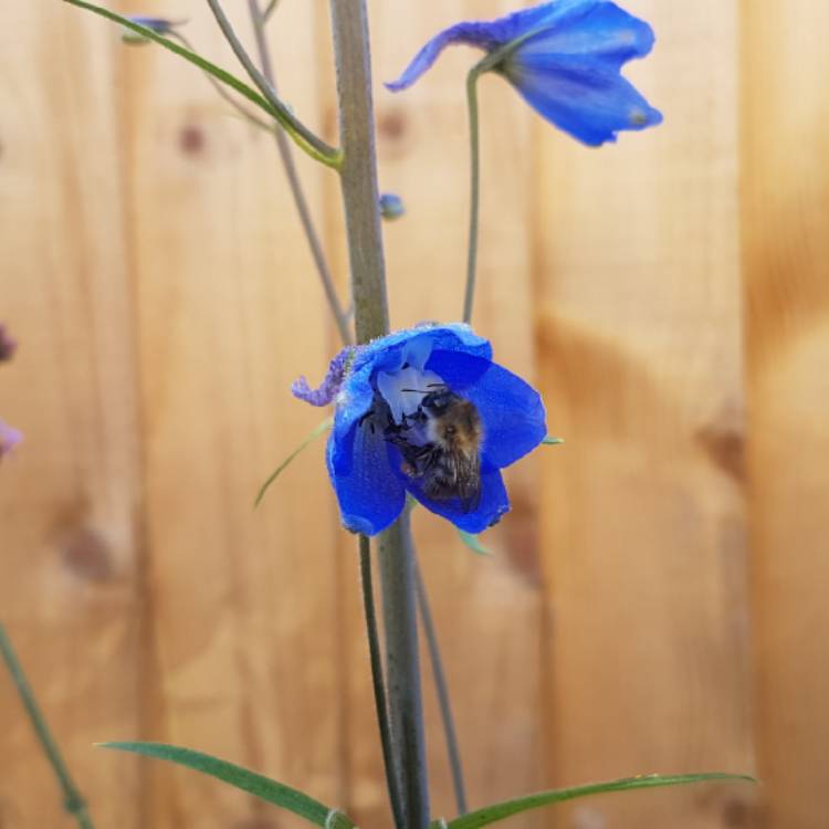 Plant image Delphinium 'King Arthur'