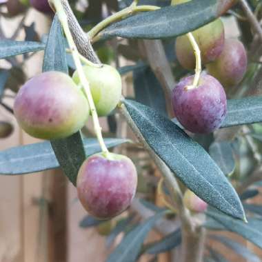 Olea europaea