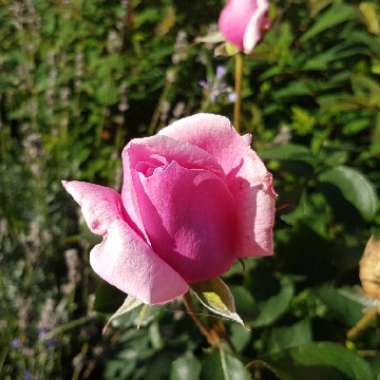 Rosa 'Ausjess' syn. Rosa 'Pretty Jessica'