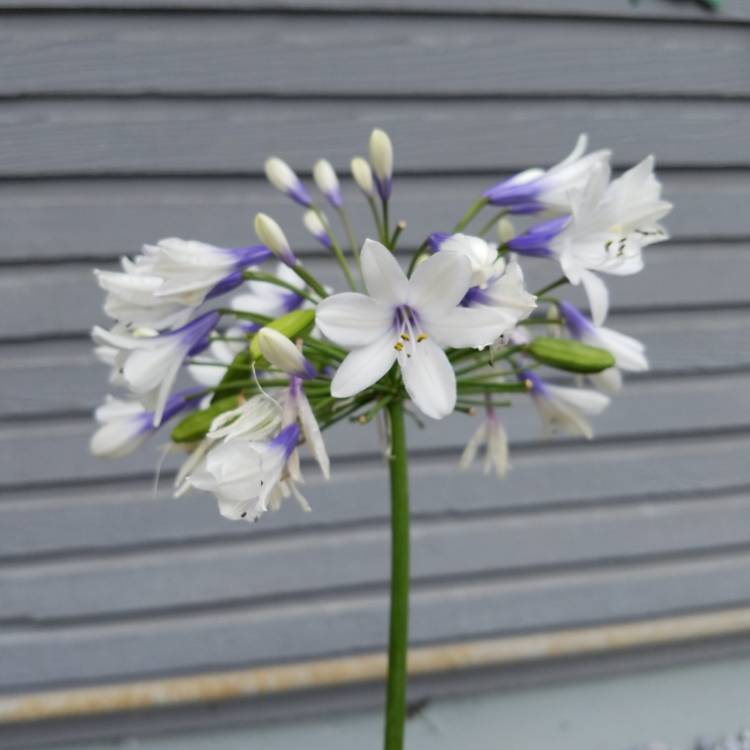 Plant image Agapanthus 'Ardernei Hybrid'