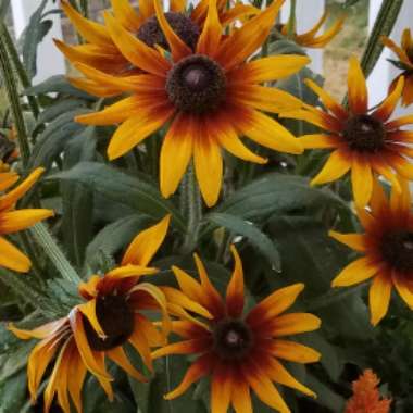 Rudbeckia 'Et Rdb 02' (Summerina Series)