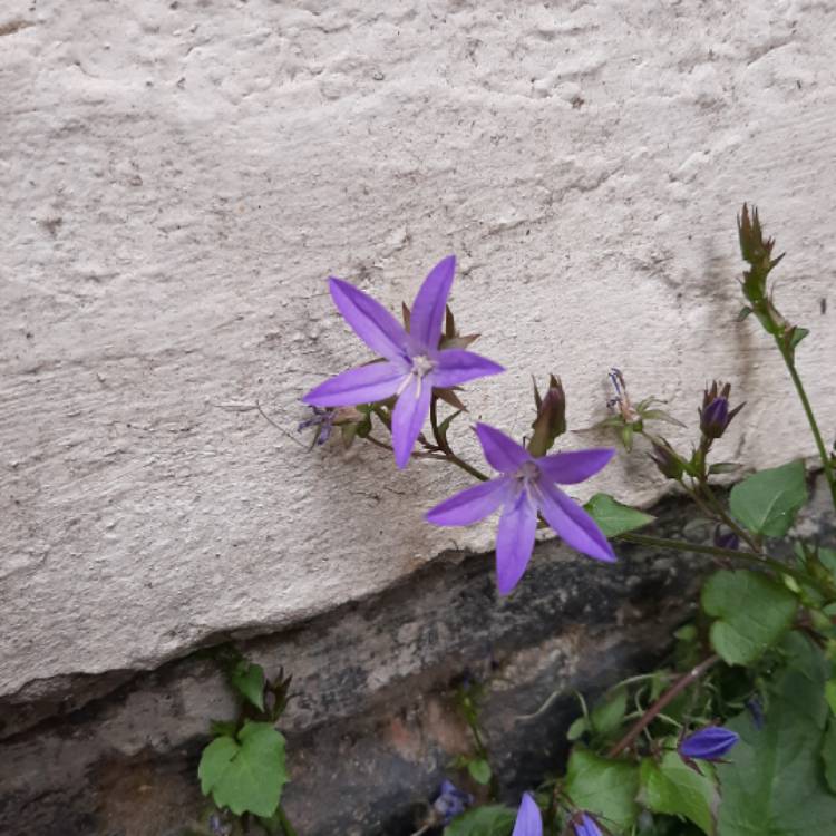 Plant image Lobelia pendunculata syn. Isotoma fluviatilis, Laurentia fluviatilis, Lobelia fluviatilis, Pratia puberula