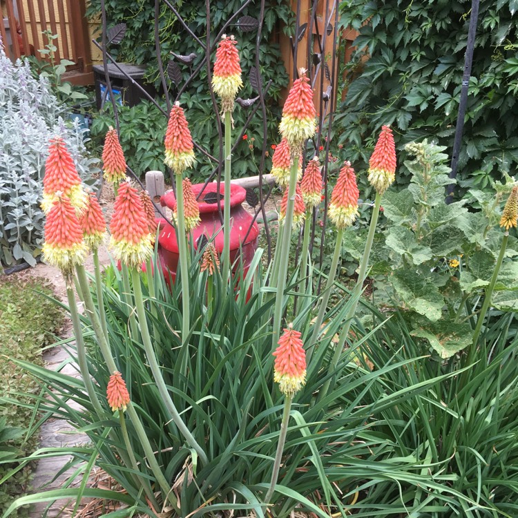 Plant image Kniphofia 'Royal Standard'