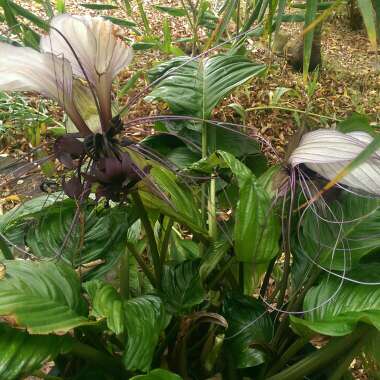 Tacca Integrifolia