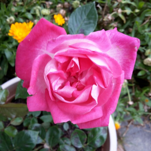 Plant image Rosa 'Gaujard'