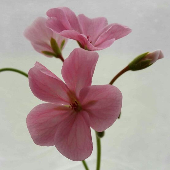 Pelargonium