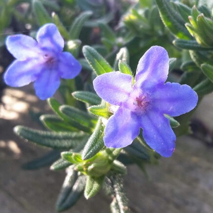 Lithodora diffusa