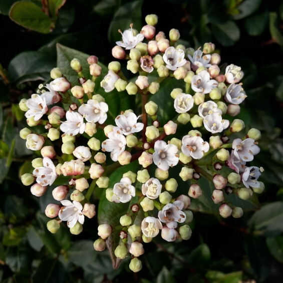 Viburnum tinus 'Lucidum'