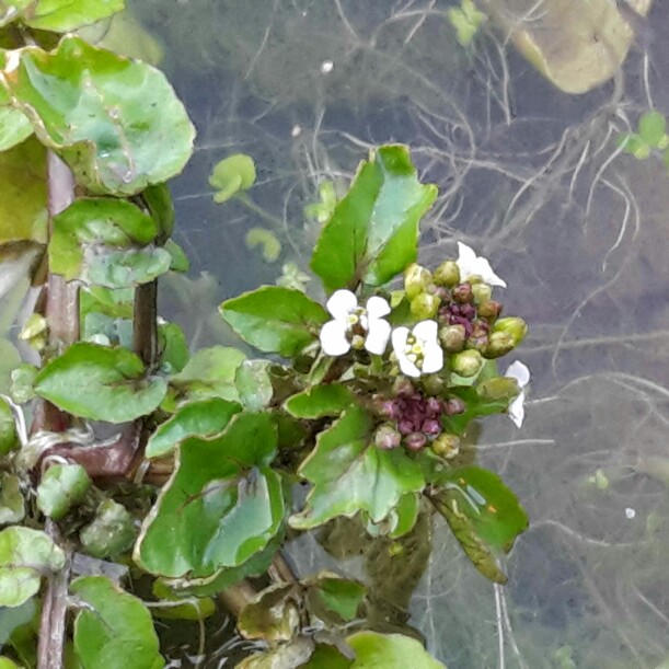 Plant image Nasturtium officinale