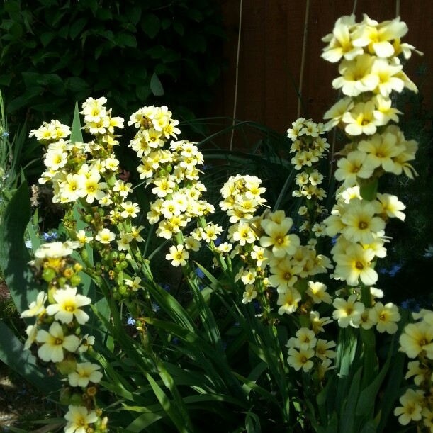 Sisyrinchium striatum