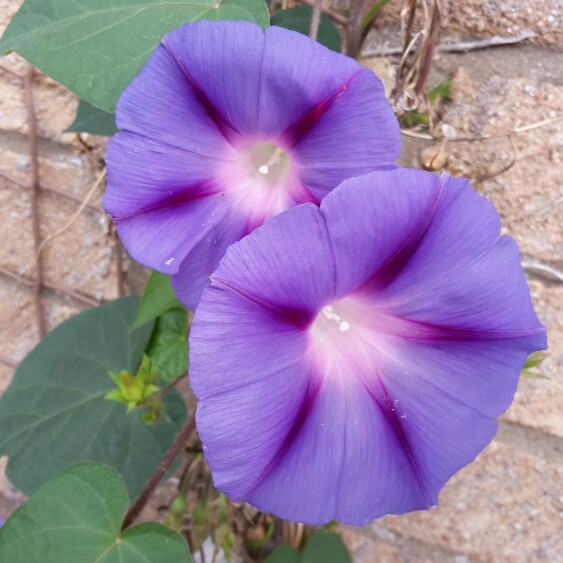 Plant image Ipomoea indica