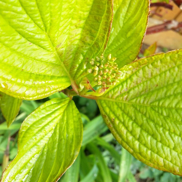 Cornus alba 'Sibirica'