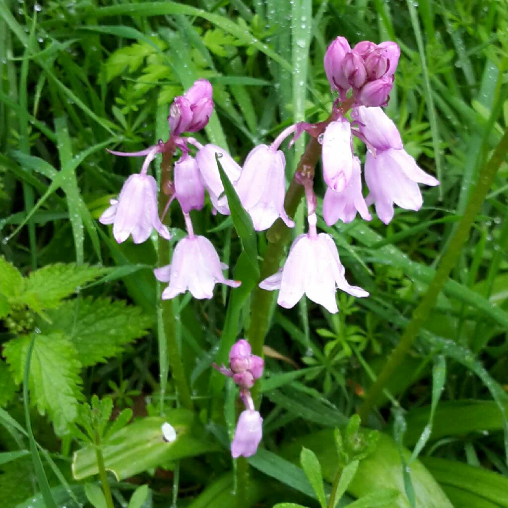 Hyacinthoides hispanica 'Danube'