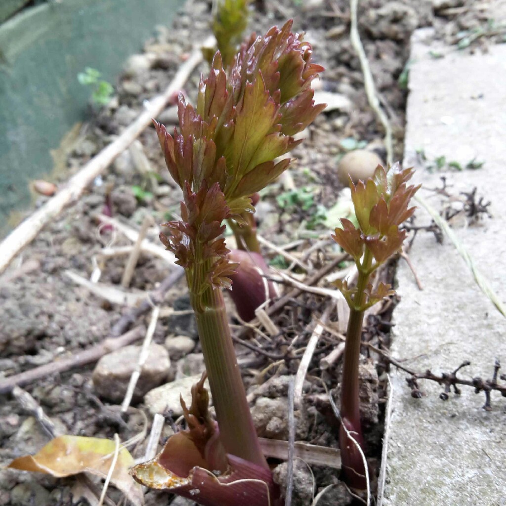 Plant image Levisticum officinale