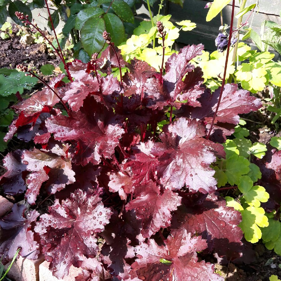 Alumroot 'Obsidian Coral bells'