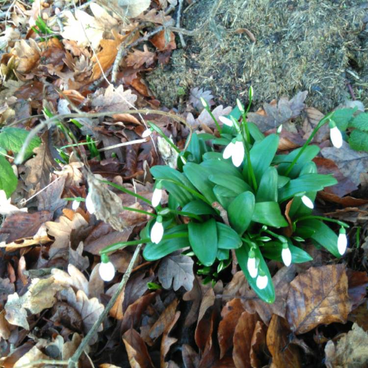 Plant image Galanthus woronowii