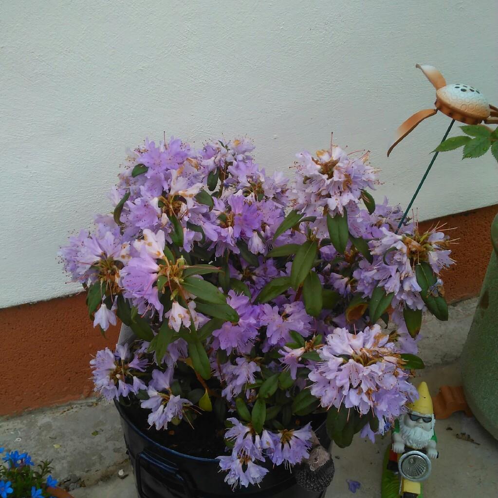 Plant image Rhododendron 'Madame Masson'