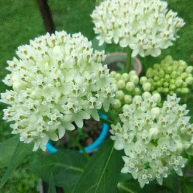 Swamp Milkweed 'Ice Ballet'