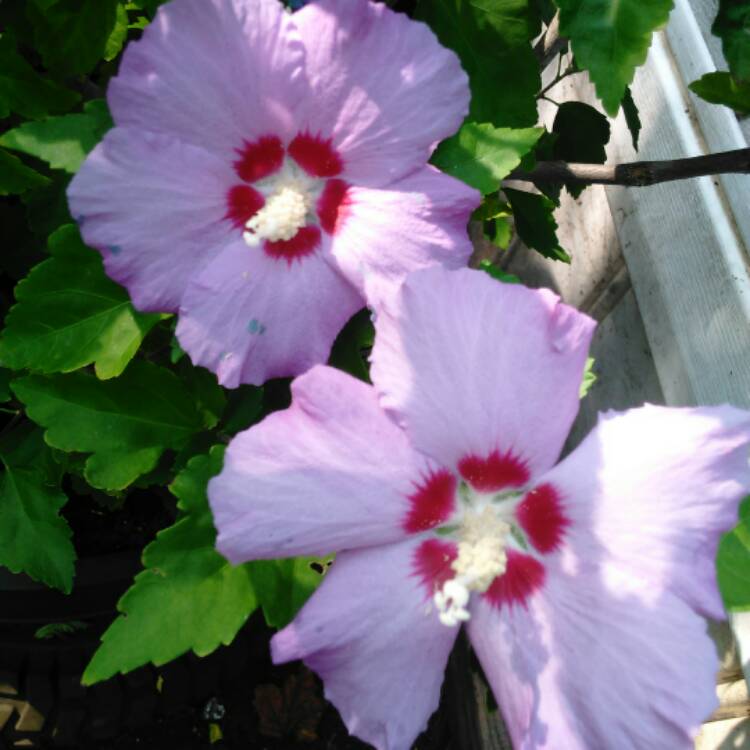 Plant image Hibiscus moscheutos 'Cherry Cheesecake'