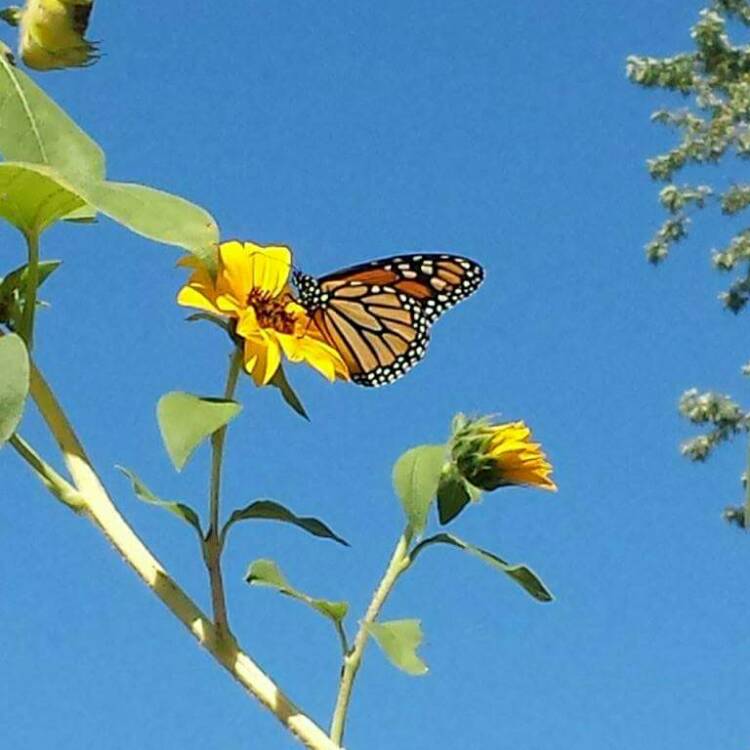 Plant image Helianthus Annuus 'Skyscraper'