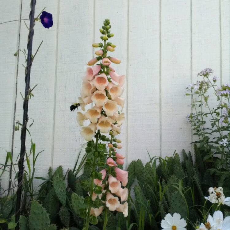 Plant image Digitalis canariensis syn. Isoplexis canariensis