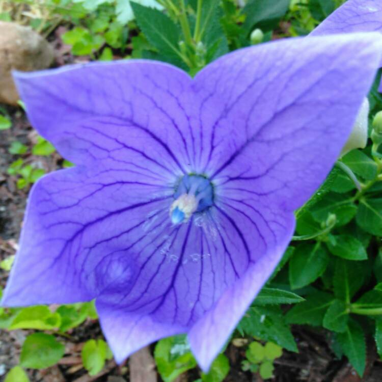 Plant image Platycodon grandiflorus 'Sentimental Blue' syn. Campanula grandiflora 'Sentimental Blue'