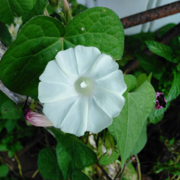 Plant image Ipomoea leptophylla