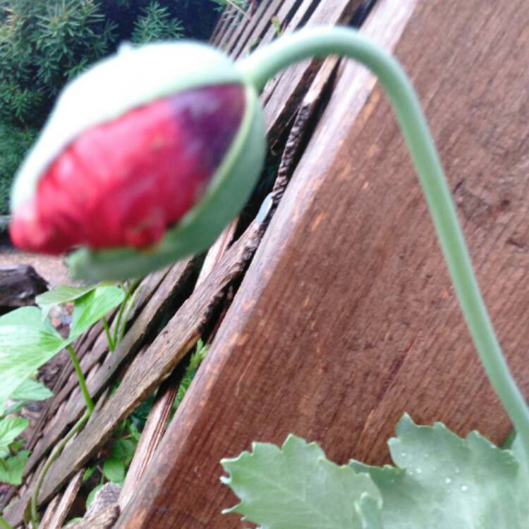 Plant image Papaver 'Poppy Love'