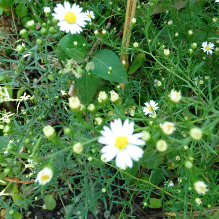 Plant image Osteospermum 'Weetwood'