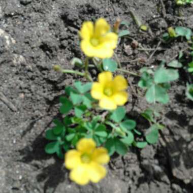 Oxalis stricta