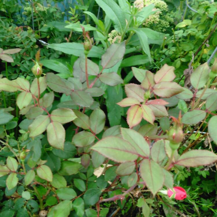 Plant image Rosa 'Mon Cheri'