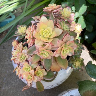 Aeonium 'Kiwi'