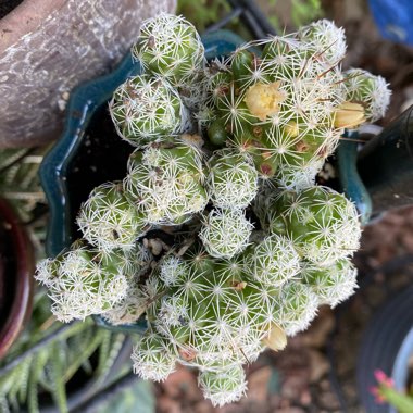 Thimble Cactus 'Fragilis'