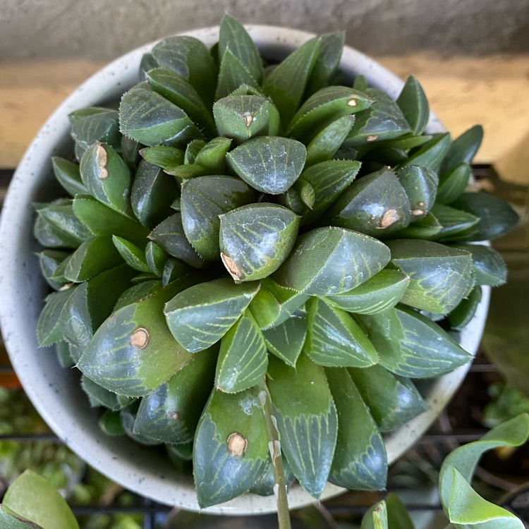 Plant image Haworthia Pygmaea var. Pygmaea