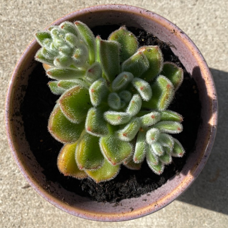 Plant image Echeveria setosa