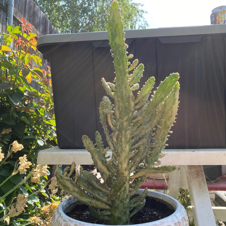 Plant image Opuntia Vulgaris Monacantha